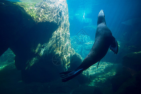 海狮在水下游泳图片