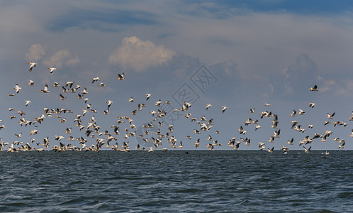 候鸟圈荒野蓝色旅行野生动物天空家庭羽毛海浪全景海岸线图片