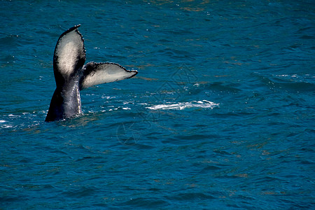 Humback 鲸尾鱼哺乳动物鲸鱼鲸目潜艇配种动物游泳科学驼峰座头鲸图片