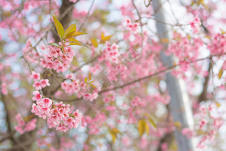 五颜六色的花野生喜马拉雅樱桃在春天回来生长园艺森林花园环境花束花瓣花粉热带植物学图片