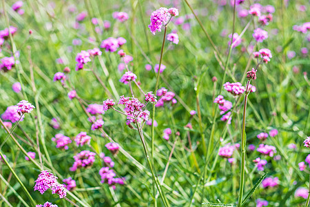 五颜六色的花在春天的背景生长季节雌蕊植物学园艺公园花粉花瓣植物群植物图片
