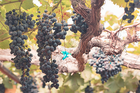 农场葡萄园中的葡萄 作为背景季节栽培叶子营养花园生长收成水果酒厂浆果图片