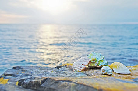 海边石头上的贝壳天空气候假期海景动物晴天海洋波浪海岸线蓝色图片