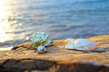 海边石头上的贝壳假期旅行晴天天空海岸动物气候软体热带海岸线图片