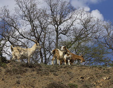 山羊群聚集在灌木丛的斜坡上悬崖国家婴儿气势喇叭旅行山羊毛皮岩石公园图片