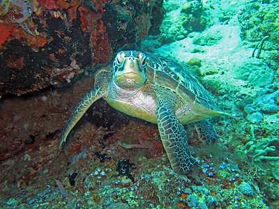 巴厘珊瑚礁岛上的霍克比海龟洋流爬虫潜水尾巴蓝色玳瑁野生动物珊瑚漂移海洋两栖图片