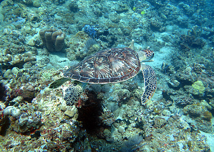 巴厘珊瑚礁岛上的霍克比海龟洋流潜水动物海洋爬虫游泳珊瑚蓝色两栖玳瑁漂移图片