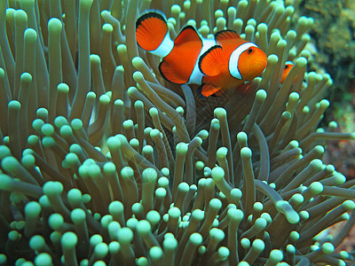 在美丽的绿色青金葵中 橘子诺莫小丑鱼小丑游泳水族馆闲暇橙子两栖海洋生物潜水海洋环境图片