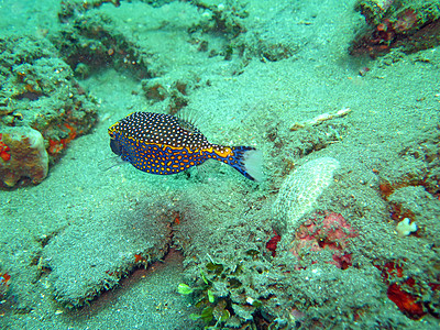 以海洋生物和鱼类为生的珊瑚礁 巴厘岛野生动物浅滩海鱼生物热带海洋珊瑚海上生活世界多样性图片