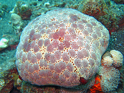 以海洋生物和鱼群为生的珊瑚礁 巴厘岛热带生物栖息地学校浅滩多样性灯光海鱼海上生活野生动物图片