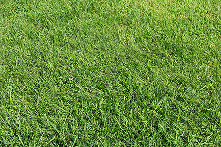 足球场上郁郁葱葱的绿草地面土地娱乐运动花园草地环境院子植物草原图片