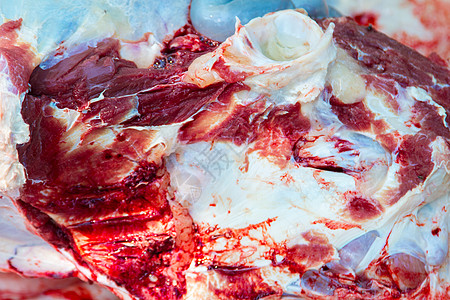 诊断乳母牛疾病人声瘤胃手术排便小孔食管气管绳索结构肋骨图片