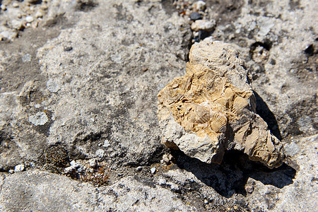 石化贝壳 照片图片