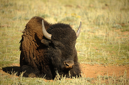美国比森水牛动物野牛牛角生活荒野草原平原图片
