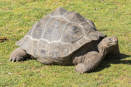 巨龟海龟在太阳中烘烤 乌龟阿尔达布拉巨人环境动物濒危动物群辐射足龙异国野生动物荒野热带图片