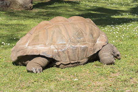 巨龟吃草 乌龟阿达布拉巨人图片
