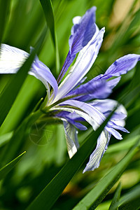 Iris 植物图片