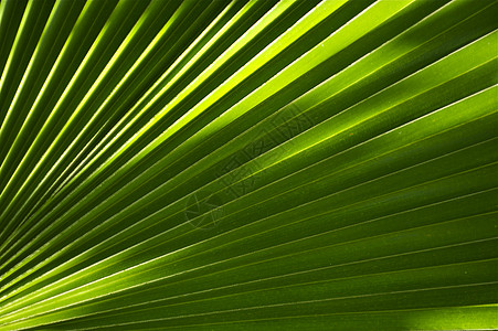 棕榈叶背景棕榈丛林太阳阳光异国果乐绿色情调手掌热带图片