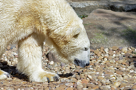 北极熊在动物的卵石上图片
