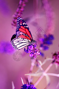 美王蝴蝶昆虫收尾植物群花园小指紫色植物宏观君主粉色图片