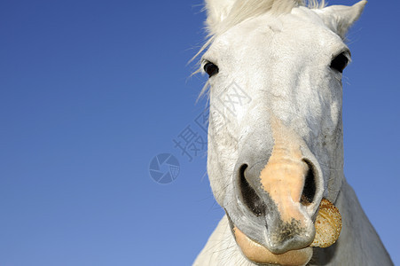 白色野马动物蓝色眼睛鼻子天空图片