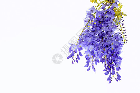 紫藤花花艺设计元素花瓣季节紫色藤蔓蓝色太阳枝条花园框架分支机构图片