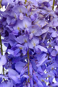 紫藤花花艺设计元素藤蔓边界分支机构紫色植物花园框架蓝色叶子季节背景图片