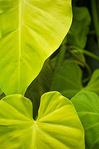 热带树叶绿色园艺植物群情调植物异国生活丛林花园果乐背景图片