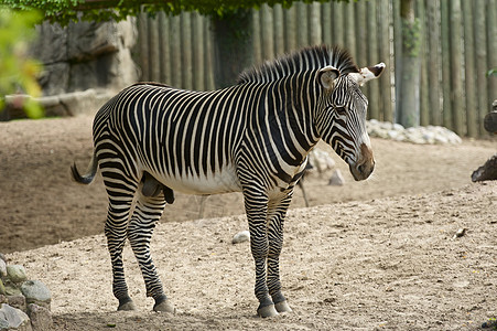 斑马动物哺乳动物条纹动物园荒野野生动物水平图片