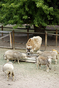 小型农场动物农民食物奶牛国家村庄树木图片