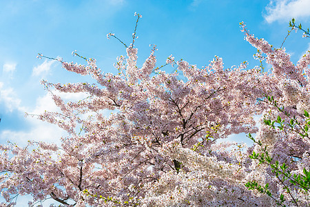 春天的粉红树花生长树叶天空植物太阳叶子园林雌蕊樱花花蕾图片