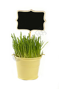 春草绿草 在白上以桶为标志图片