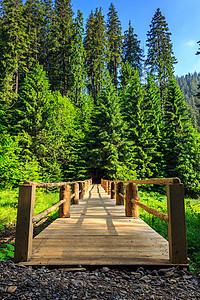 延伸至森林垂直深处的木架桥面;背景图片