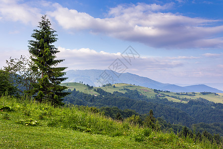 山边的树上 有清枣的果木场地乡村草地山脉场景旅行云杉爬坡全景天空图片