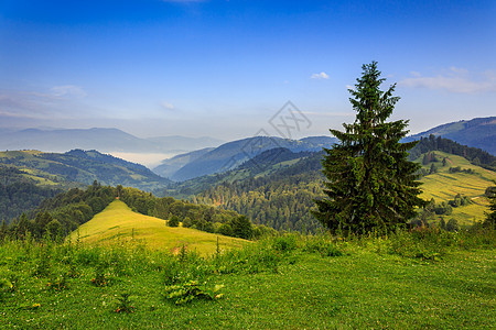 山边的树上 有清枣的果木木头山脉草地云杉绿色场地爬坡森林场景旅行图片