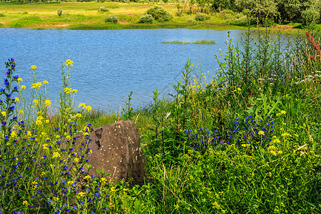 湖边的青草和花朵图片