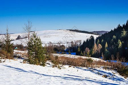 冬季山坡上雪覆盖的松林天空针叶白色山脉木头爬坡风景晴天蓝色森林图片