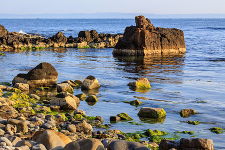 带海草的海边海平面图片