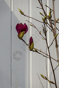 春秋在花园里放着红花和木兰树的叶子花瓣植物学玉兰植物玫瑰植被树叶衬套植物群生长图片