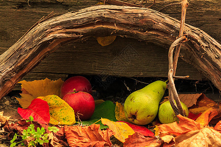 秋天还生着水果 在树上的叶子和葡萄树的背面感恩红色黄色静物木头坚果核桃收成绿色食物图片