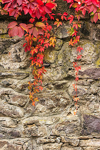 石墙上有红叶的植物花园植物学爬行者红色树叶石头爬山虎叶子建筑学植物群图片