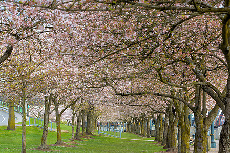 春中樱花树的行花园都市草地花朵公园城市季节植物旅游旅行图片