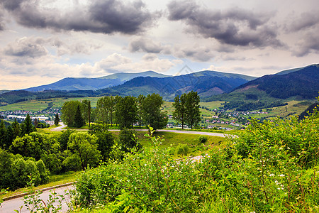 山坡上的森林蓝色荒野天空松树旅游木头草地云杉针叶全景图片