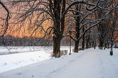 冬天清晨的寒霜木头蓝色薄雾天空雾凇公园晴天森林白色季节图片
