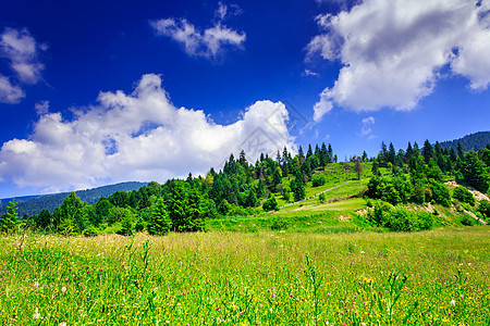 在夏日的天空下 绿草地 山丘和树木图片