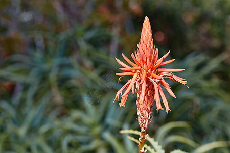 Aloe 阴阳路线沙漠花园生长叶子芦荟植物皮肤橙子质量图片