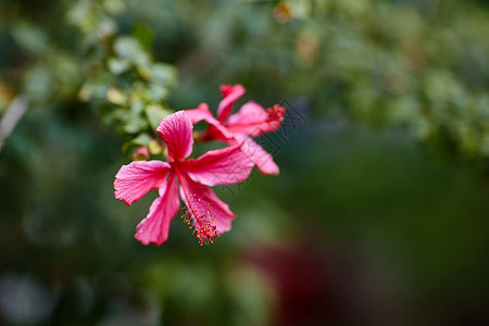 希比斯库高地美丽白色农场红色热带叶子花园乡村花瓣图片