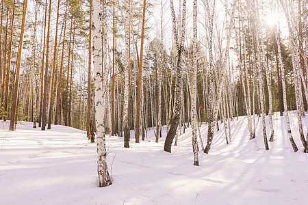 冬季伯尔赫林阳光天空季节景观木头蓝色树林生态树干白桦林图片