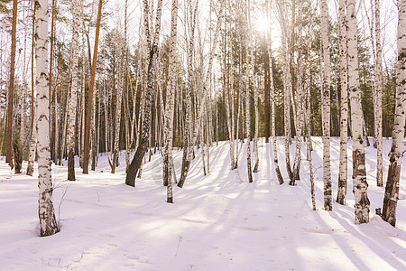 冬季伯尔赫林蓝色生态环境树干树木天空背景木头桦木季节图片