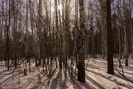 冬季伯尔赫林木头景观环境树林公园阳光风景晴天白桦林生态图片
